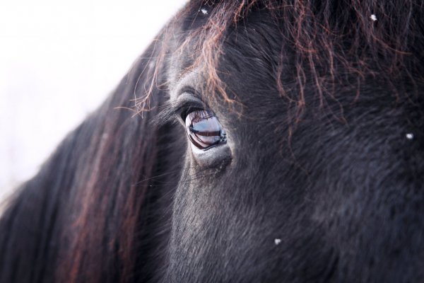 animal-eye-horse-poney